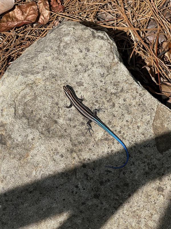 A blue-tailed skink I found sunbathing on the trail.